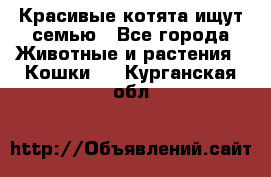 Красивые котята ищут семью - Все города Животные и растения » Кошки   . Курганская обл.